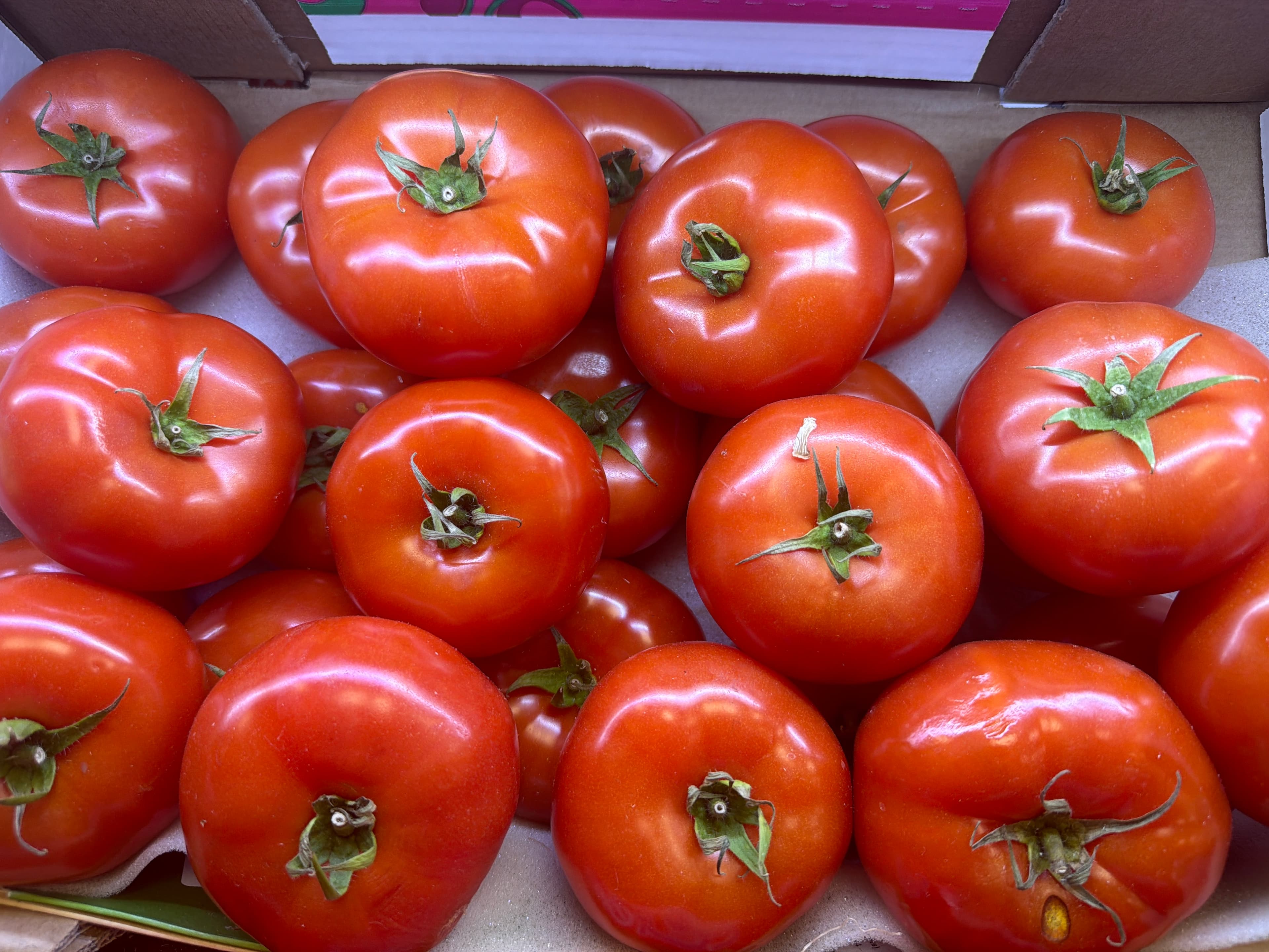 Tomate à farcir