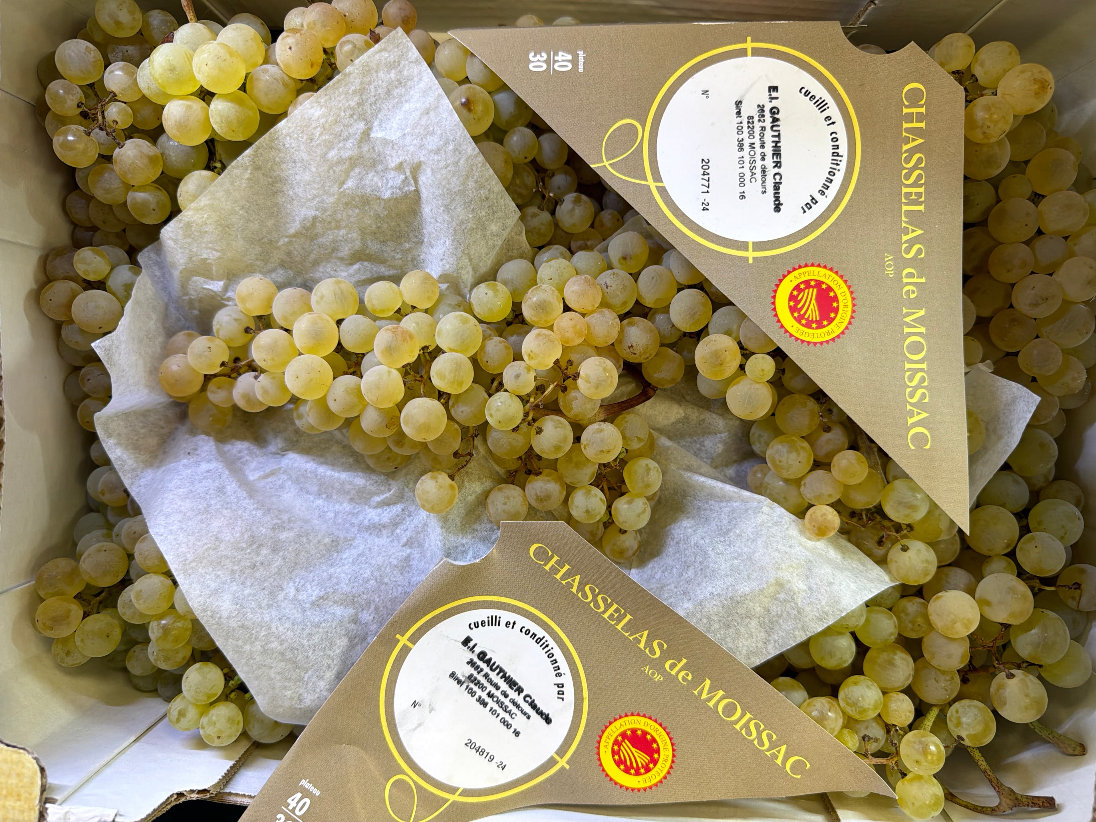 Raisin Chasselas de Moissac AOP