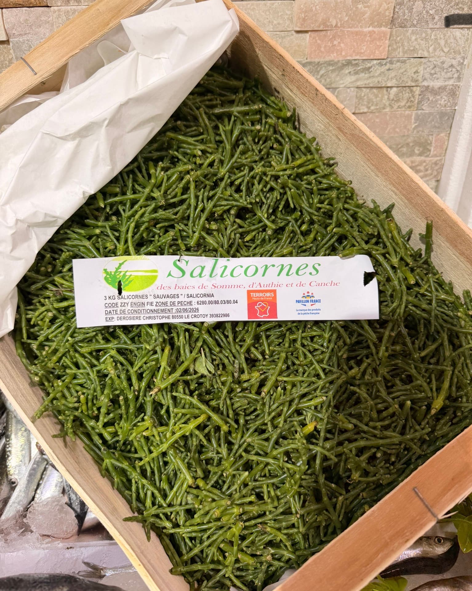 Salicornes sauvages