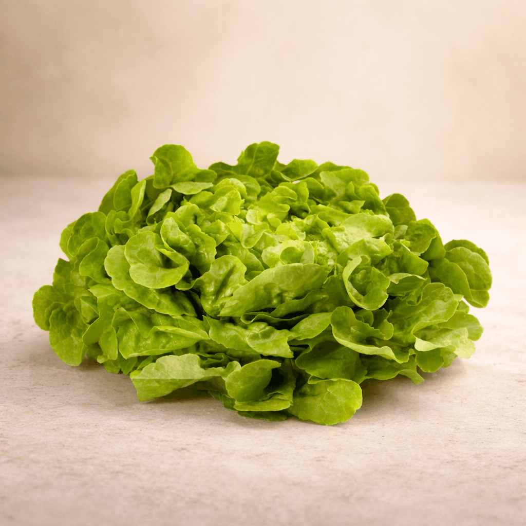 Salade feuille de chêne verte