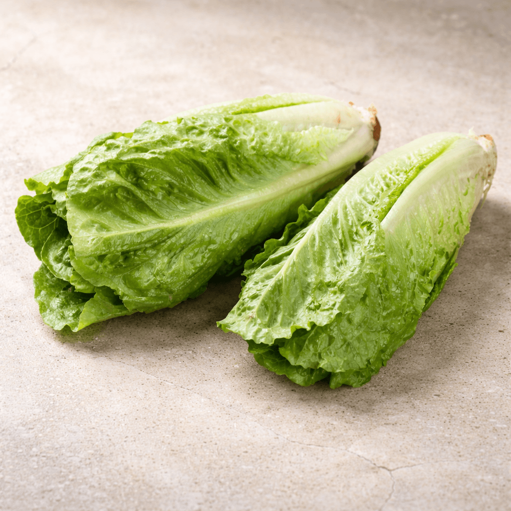 Laitue Romaine