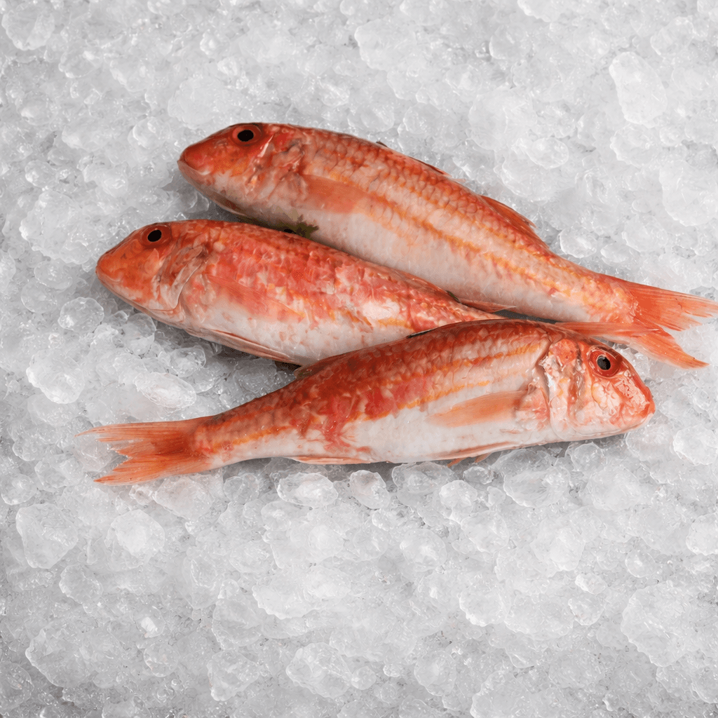 Rouget Barbet Atlantique