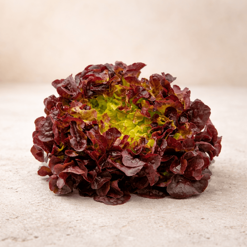 Salade feuille de chêne rouge