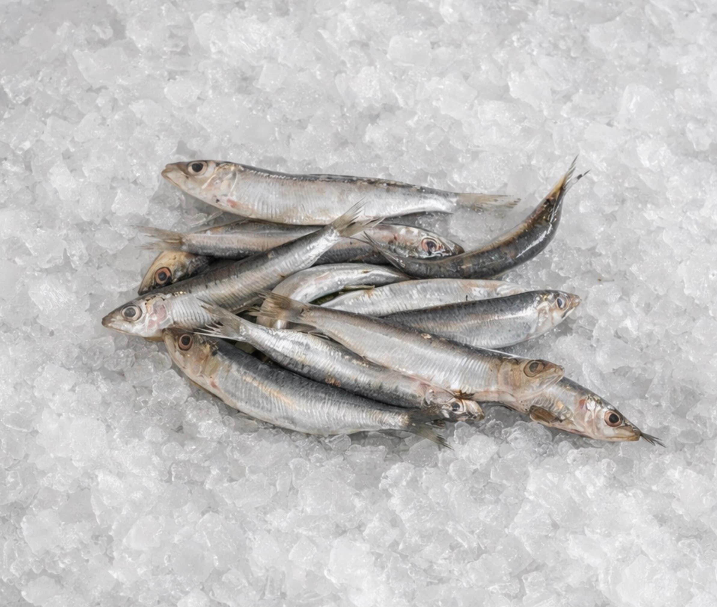 Sardine méditerranéenne (Petites)